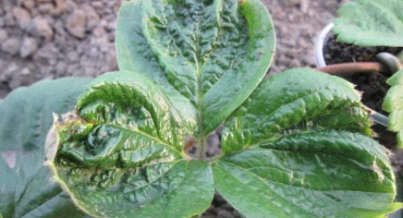 Proč se listy jahod kroutí a co dělat, jak zacházet s keři